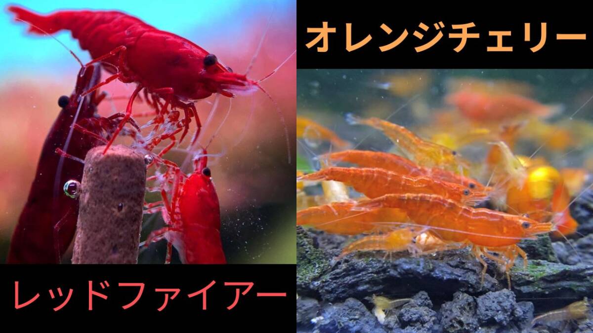 【レッドファイアー5匹+オレンジチェリー5匹+補償各1匹】 拍卖