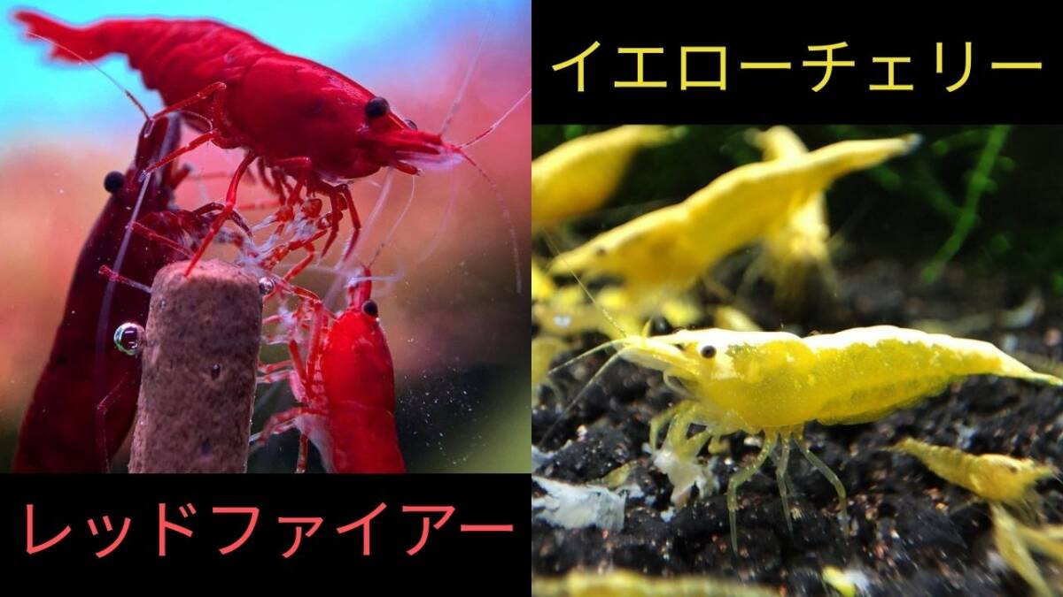 【レッドファイアー5匹+イエローチェリーチェリー5匹+補償各1匹】拍卖