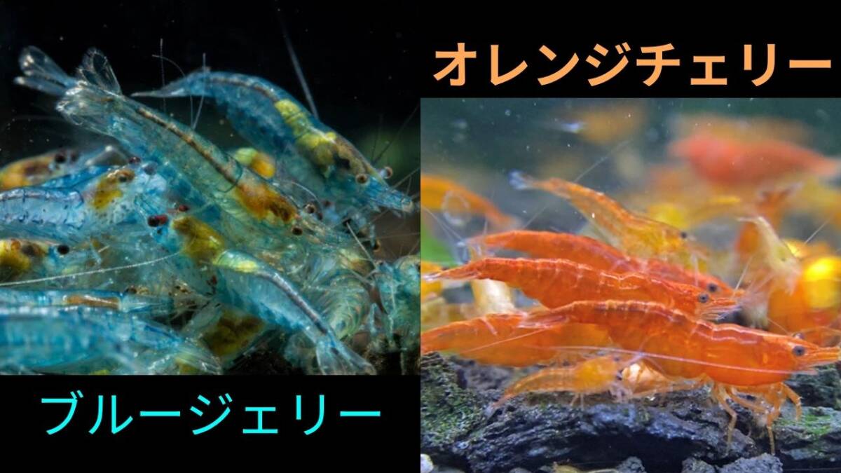【ブルージェリーシュリンプ5匹+オレンジチェリーシュリンプ5匹+補償各1匹】拍卖