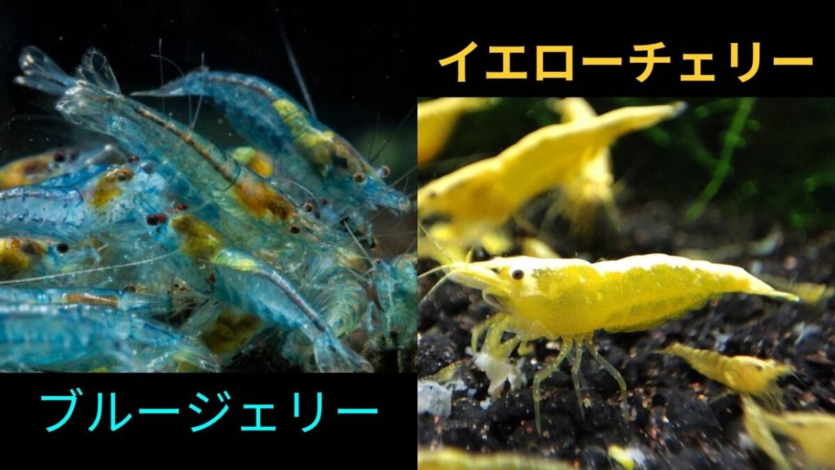 【ブルージェリーシュリンプ5匹+イエローチェリーシュリンプ5匹+補償各1匹】拍卖