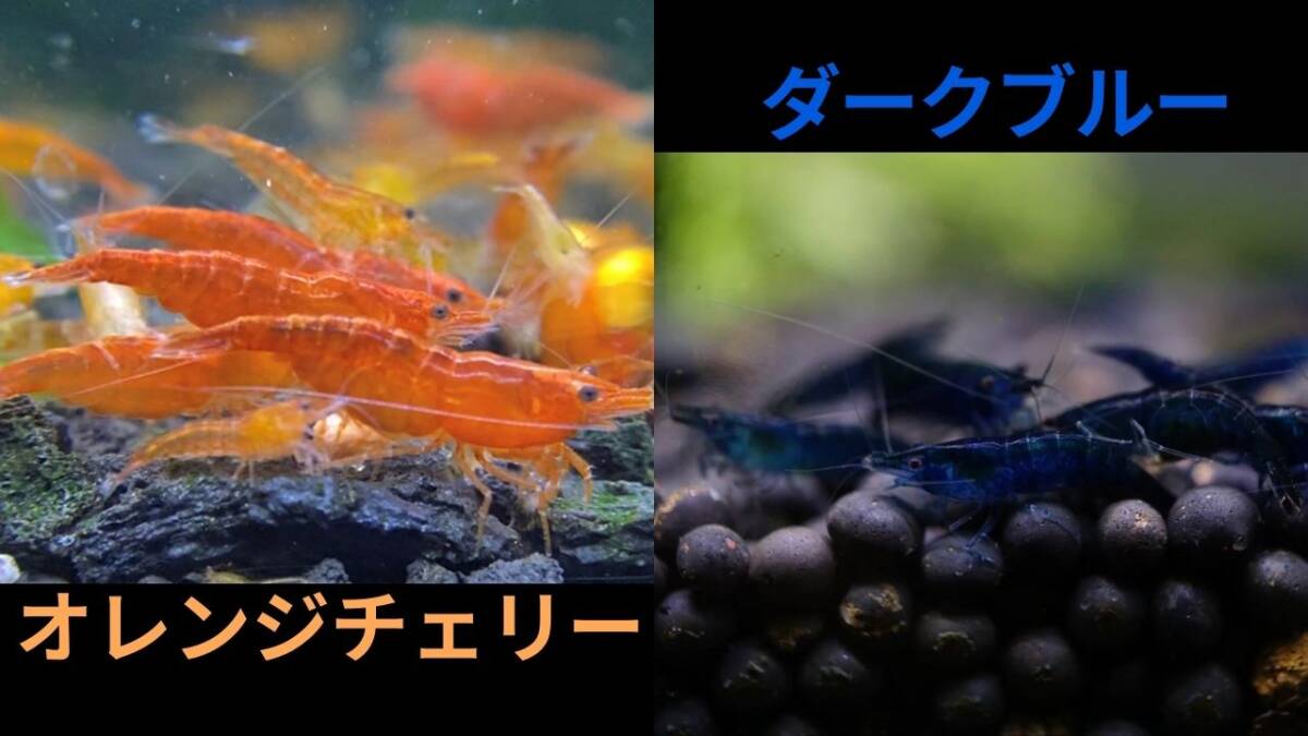 【オレンジチェリーシュリンプ10匹+ダークブルーシュリンプ10匹+補償各1匹】拍卖
