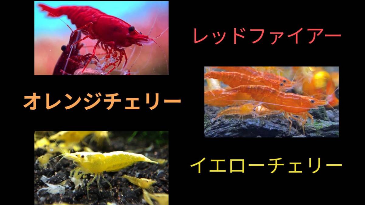 【レッドファイアーシュリンプ10匹+オレンジチェリーシュリンプ10匹+イエローチェリーシュリンプ10匹+補償各1匹】拍卖