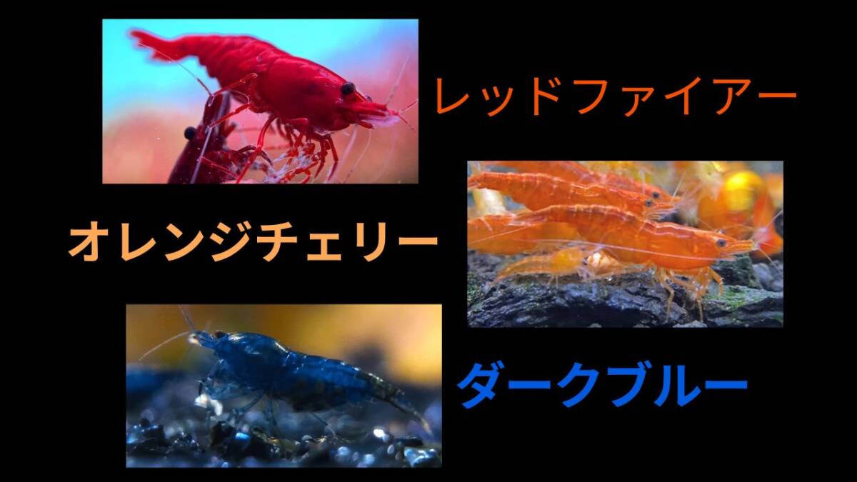 【レッドファイアーシュリンプ5匹+オレンジチェリーシュリンプ5匹+ダークブルーシュリンプ5匹+補償各1匹】拍卖