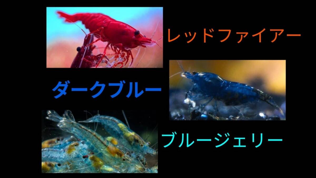 【レッドファイアーシュリンプ5匹+ダークブルーシュリンプ5匹+ブルージェリーシュリンプ5匹+補償各1匹】拍卖