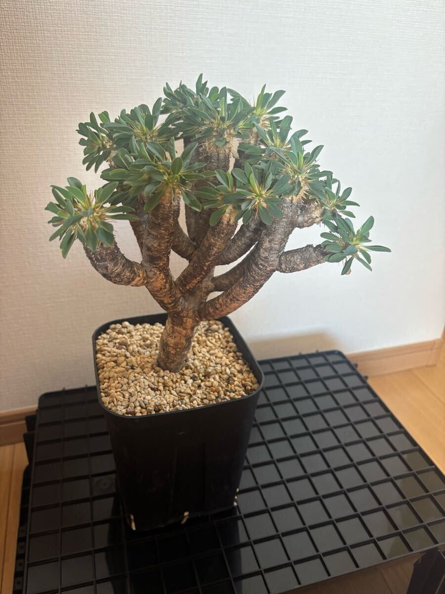 ユーフォルビア ギラウミニアナ 現地球 発根済 大株 鉢付き 塊根植物拍卖