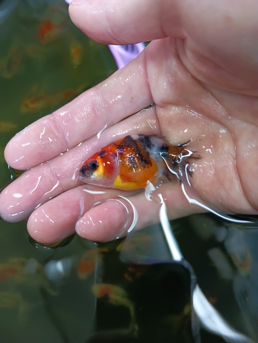 ハーフムーン東錦 インドネシア産 約4〜5cm 3匹セット拍卖