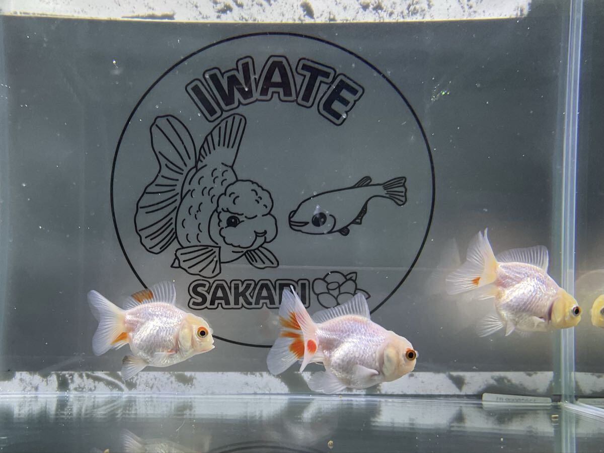 【さかり川観賞魚センター】 ショートテールオランダ 約6cm 3匹セット 四つ尾拍卖