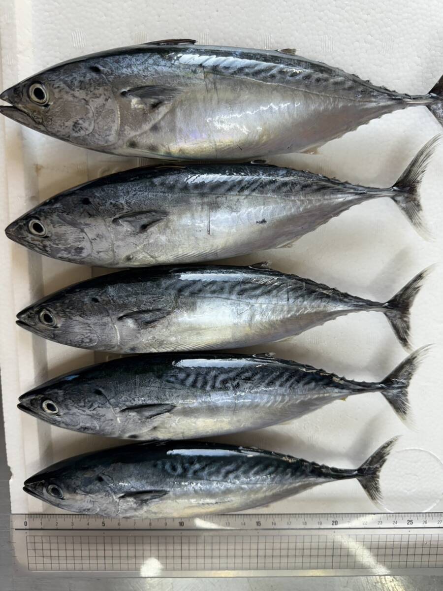 高級スマカツオ14キロ 35~40匹バラで冷凍 ヤイトカツオ 鮮魚物を冷凍 大物釣り餌 エサ クエ ヒラソウダカツオ スボタ マルソウダ メヂカ拍卖