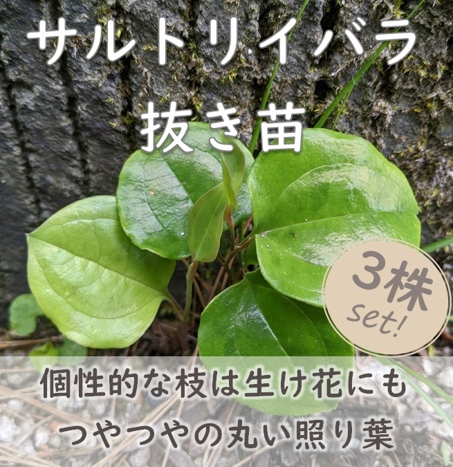 送料無料★山野草◆サルトリイバラ 抜き苗3株 耐寒性あり 根付き 宿根草 園芸 ガーデニング 別名サンキライ いばらもちなど拍卖