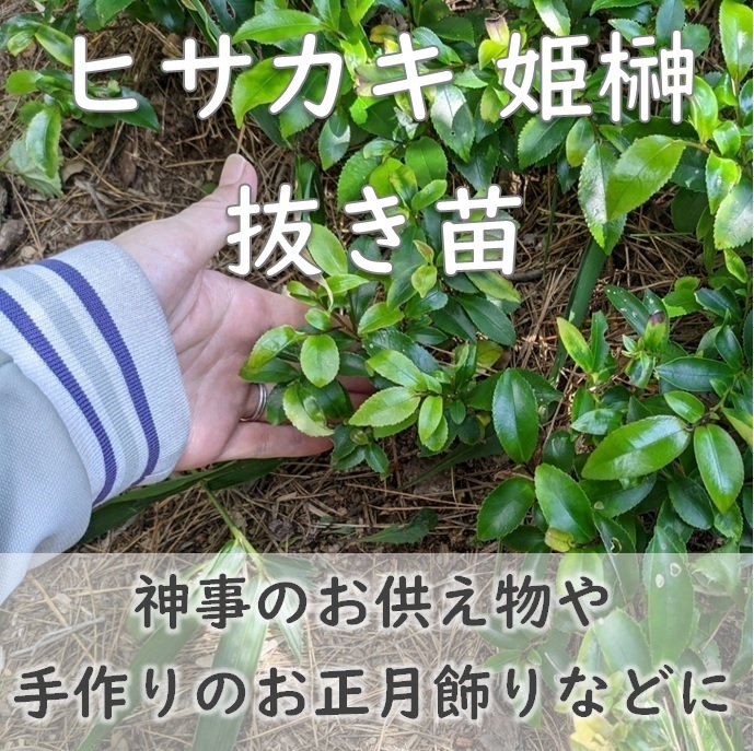 送料無料★即決◆ヒサカキの抜き苗 1本 姫榊 サカキ 生垣 神事のお供え物に 厄除け開運 縁起物 常緑樹 実生苗 園芸 ガーデニング拍卖