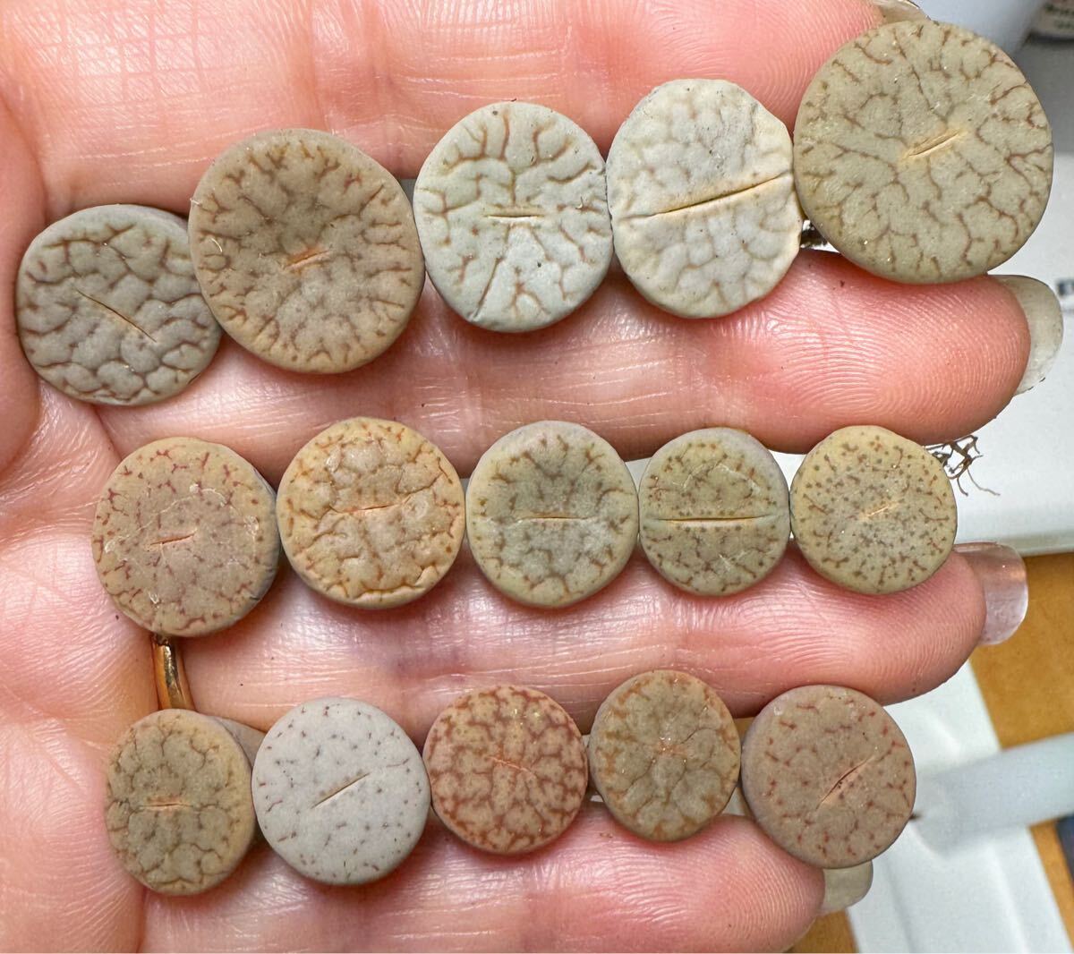 B-1多肉植物 リトープス 絶賛 曲玉 セット拍卖