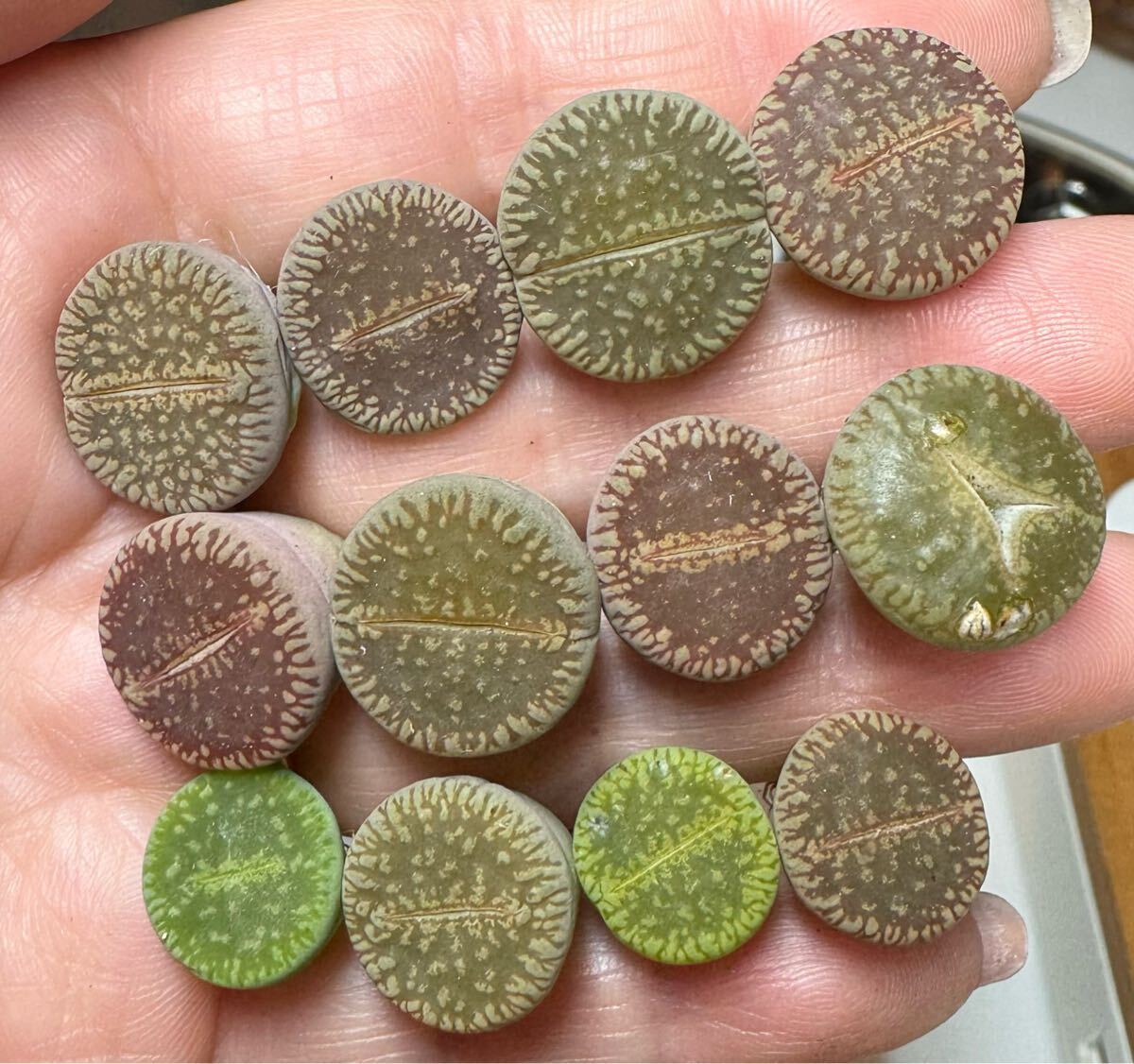 22-1 レア 多肉植物 リトープス 希少 カラ流水日輪玉  三面モンスター入り拍卖