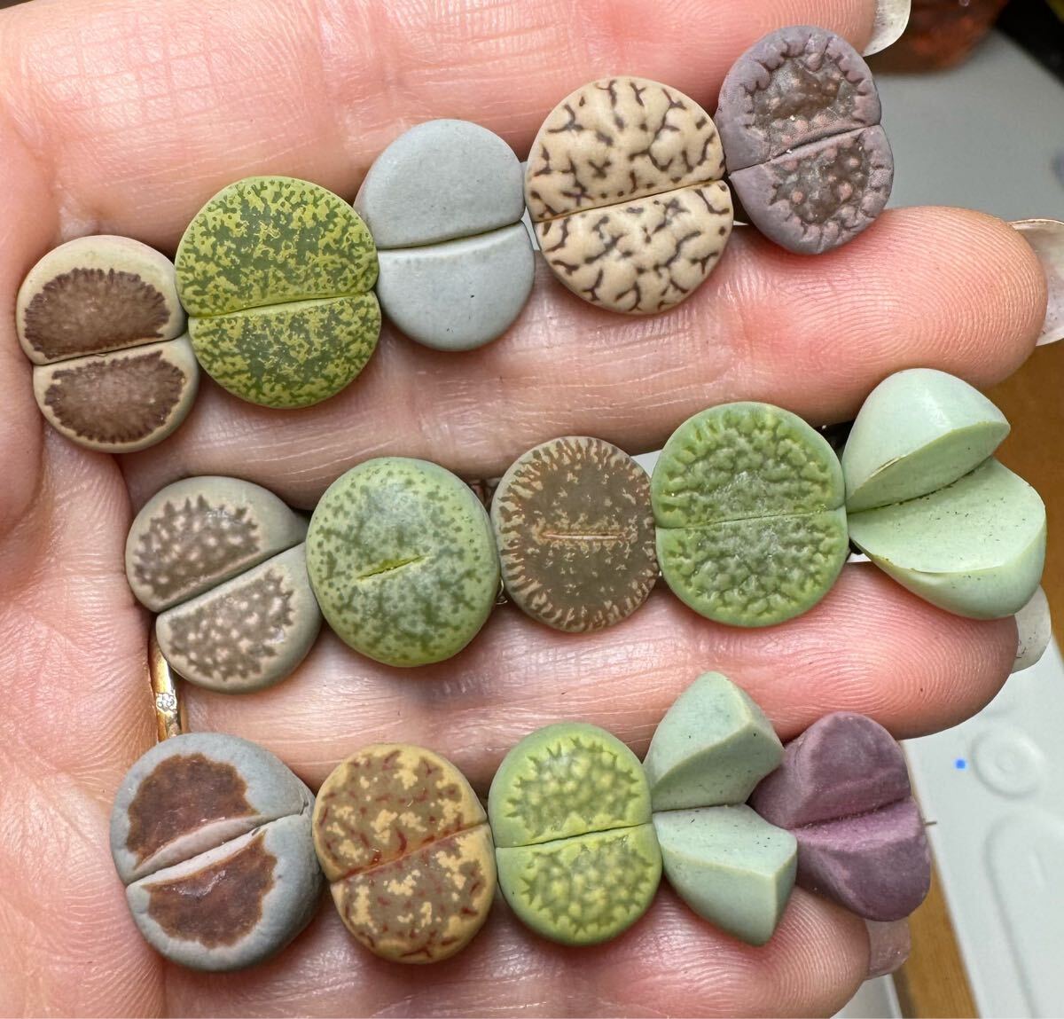 24-2 贅沢 多肉植物 リトープス 品種別 カラフルセット 立派 中玉拍卖