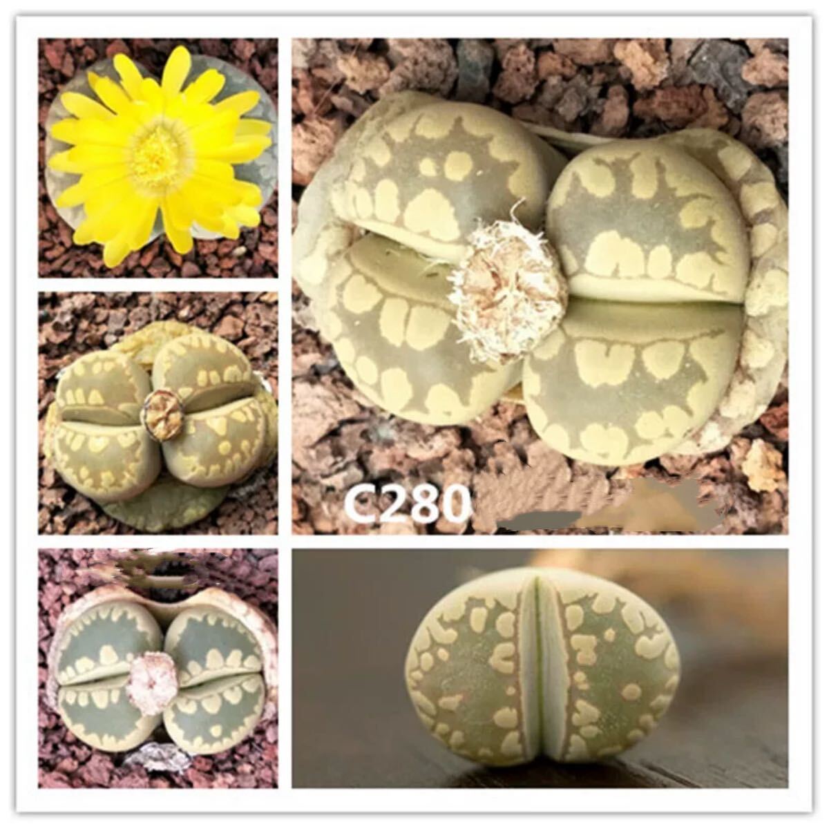 多肉植物 リトープス C280 大津絵玉 種子 50粒拍卖