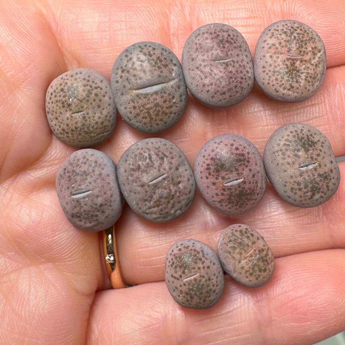 メセン 多肉植物 希少 リトープス ピンク碧琉璃玉 セット拍卖