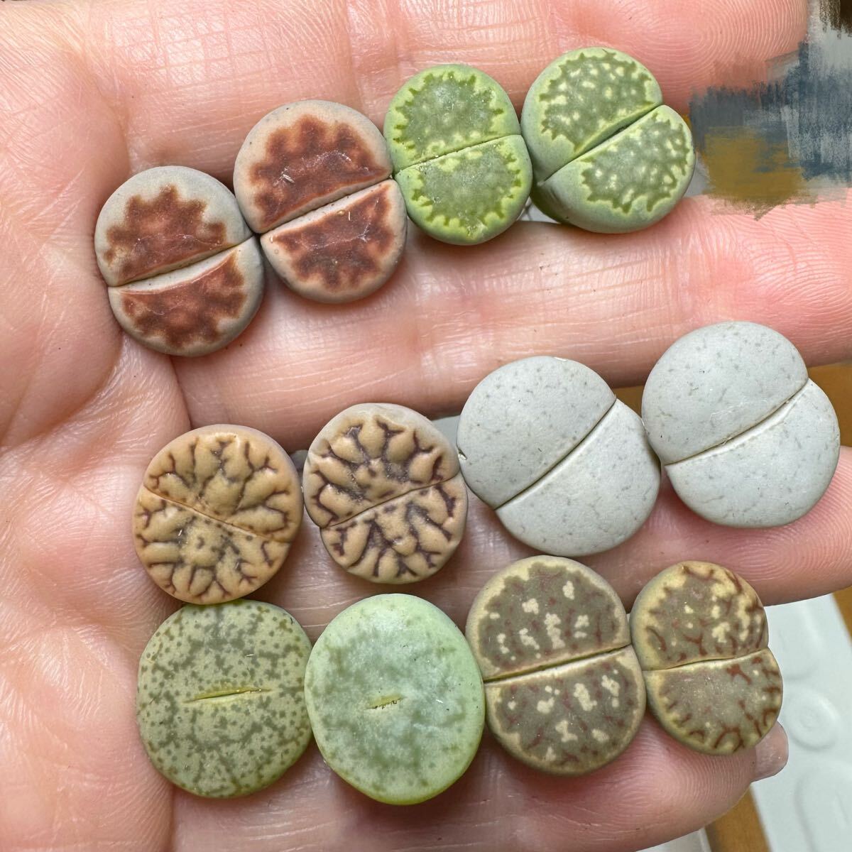 19-2多肉植物 リトープス 希少苗集め カラフルセット オススメ拍卖