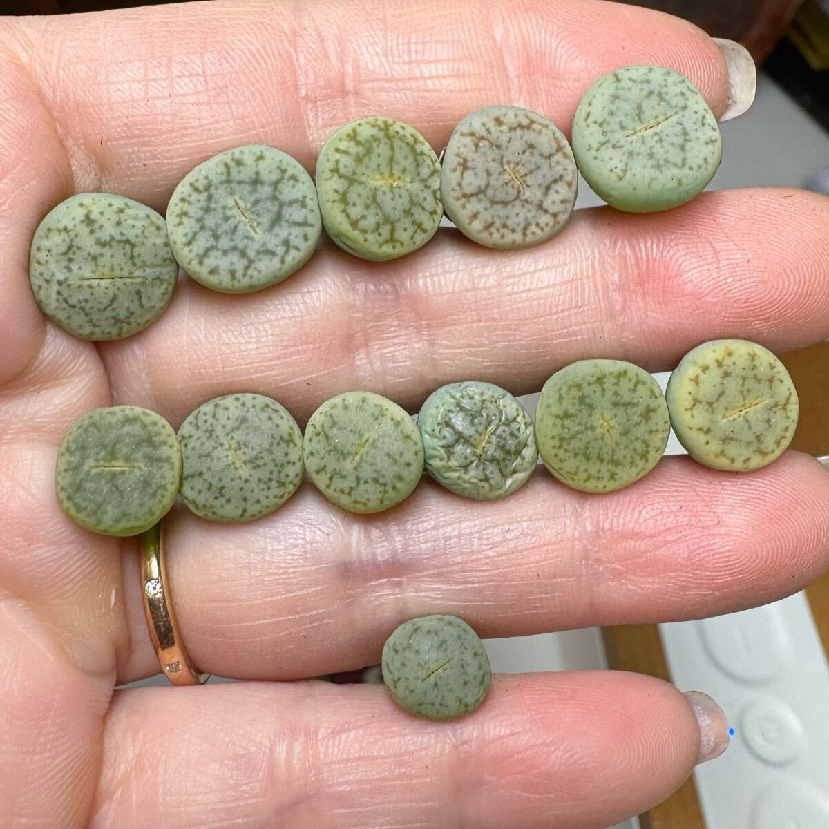 11-2レア 希少苗 多肉植物 リトープス Split Pea緑曲玉セット オススメ 小苗拍卖