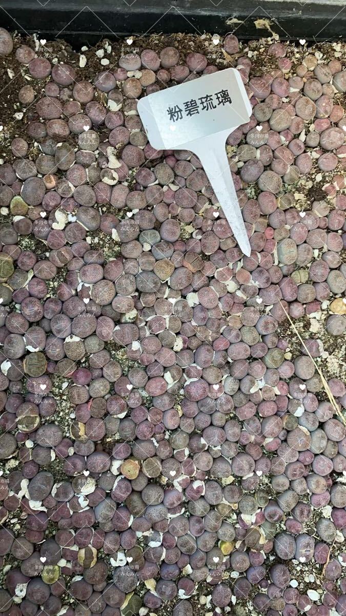 メセン 多肉植物 希少 リトープス ピンク碧琉璃玉 新商品 ランダム抜き苗 8苗拍卖