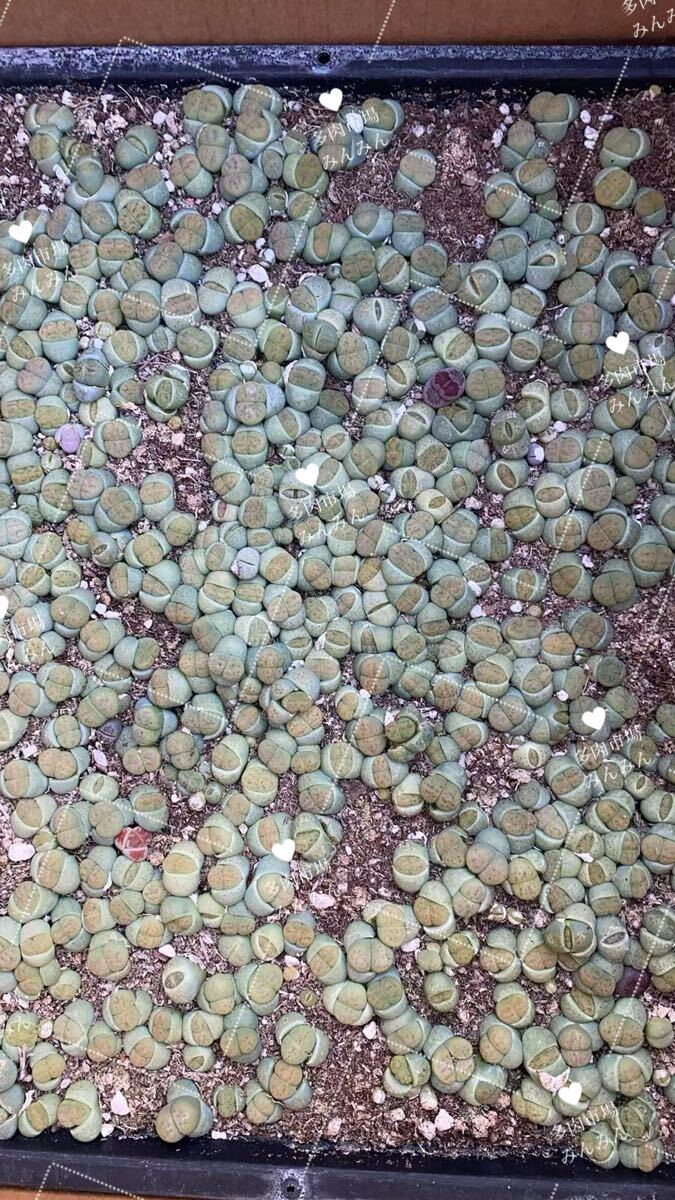 メセン 多肉植物 希少 リトープス 緑招福玉 新商品 ランダム抜き苗 8苗拍卖