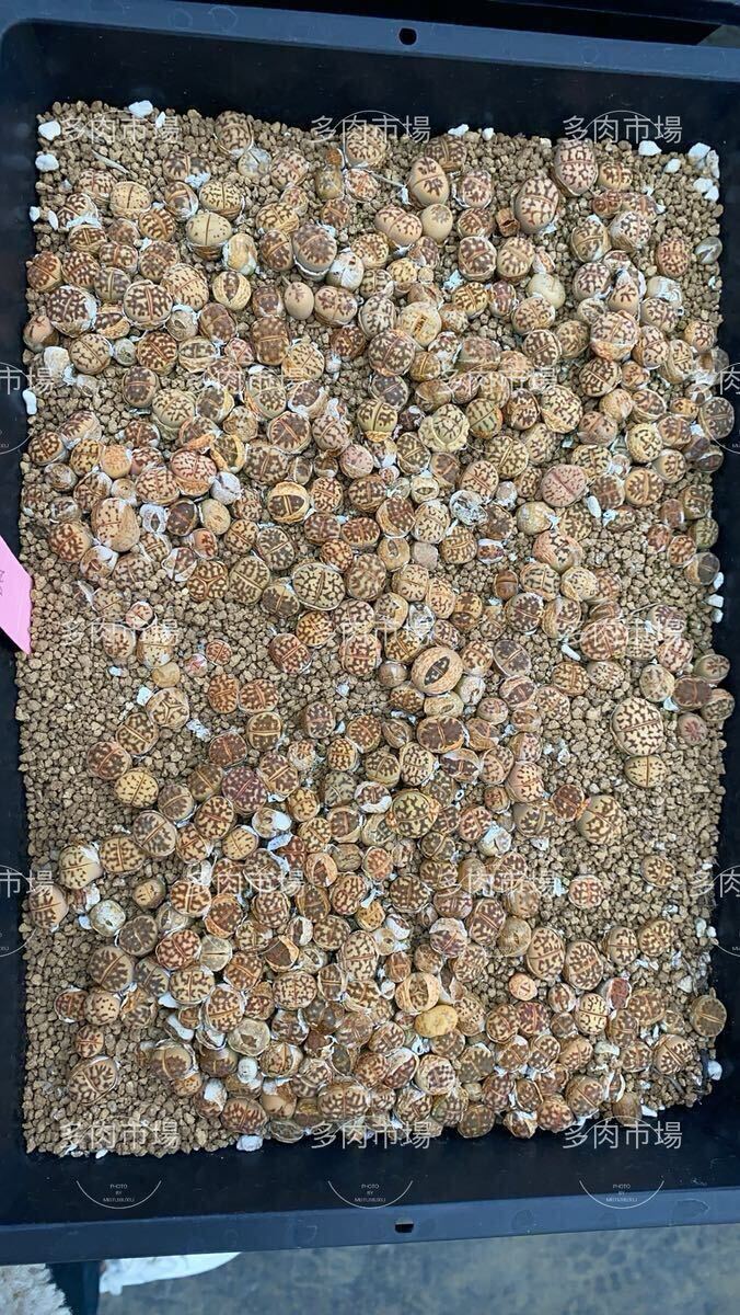 多肉植物 メセン リトープス 麗虹玉15玉 お任せ 匿名配送 再入荷拍卖