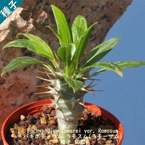 多肉植物 塊根植物 種子 種 Pachypodium Lamerei var. Ramosum パキポディウム ラモスム マダガスカル 種子 10粒拍卖