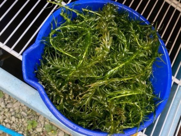 ★バケツ1杯分★水草アナカリス (オオカナダモ) ★送料込★メダカ・金魚の産卵に★★拍卖