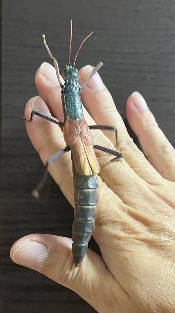 《ヤエヤマツダナナフシ 卵10個》拍卖