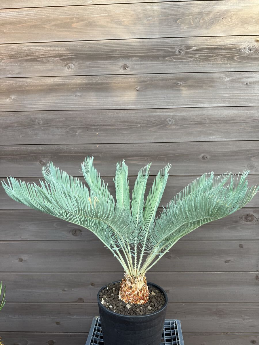 ・WPJ・夏休みセール!美種!cycas cairnsiana サイカス カイルンシアナ拍卖