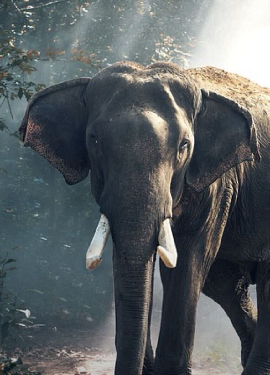 【相互評価】即決1円 商品説明内容必読!フリー画像データA拍卖