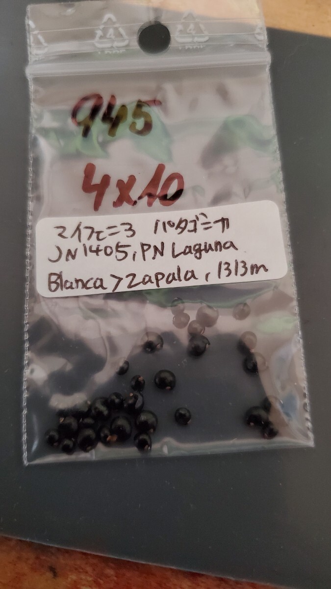 マイフェニア パタゴニカ JN1405 種子5粒拍卖