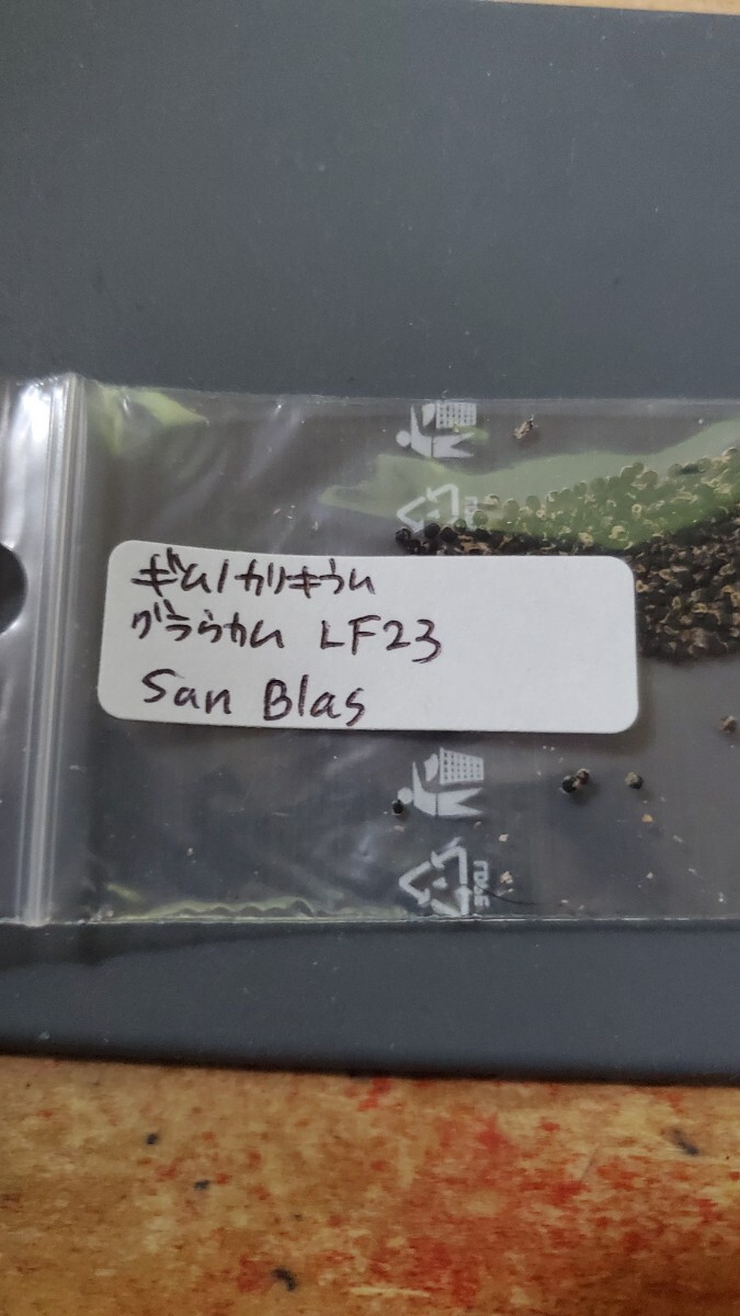 ギムノカリキウム グラウカム LF23  種子 15粒拍卖