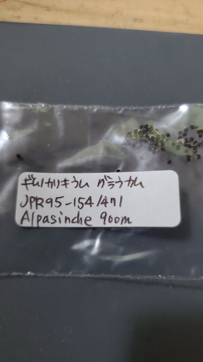 ギムノカリキウム グラウカム JPR95-154/471  種子 15粒拍卖