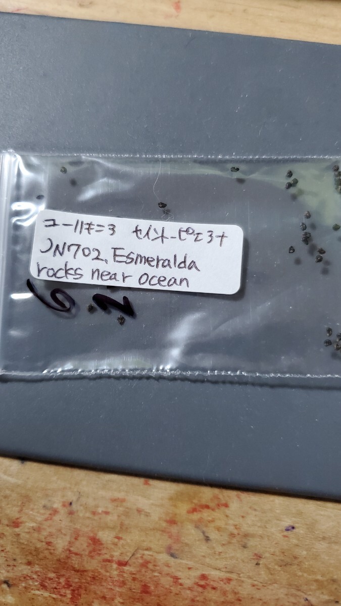 ユーリキニア セイント-ピエアナ JN702 種子10粒拍卖