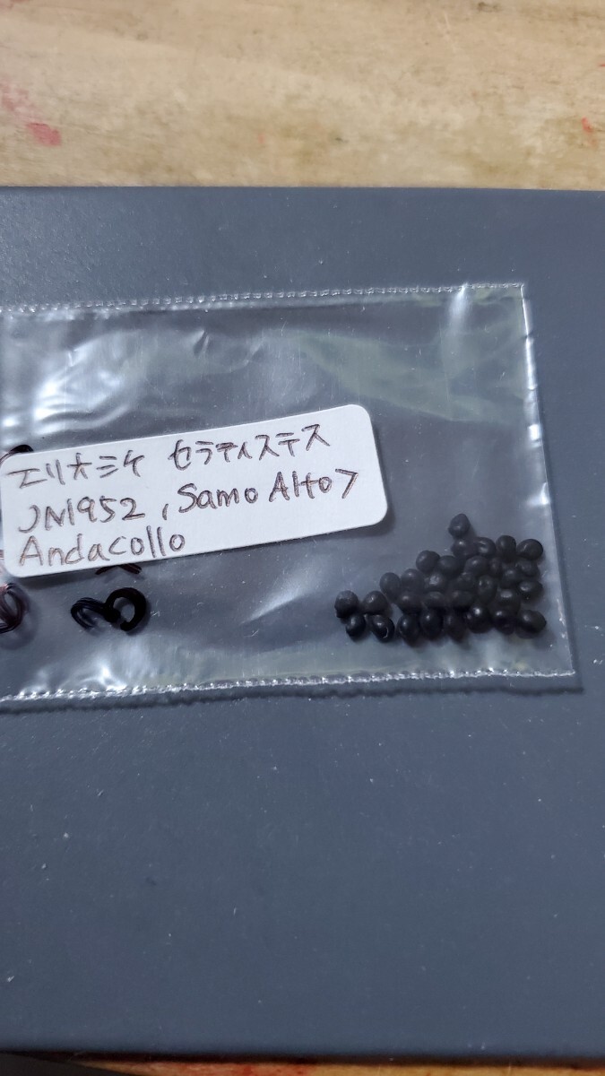 エリオシケ セラティステス 極光丸 JN1952 種子5粒拍卖