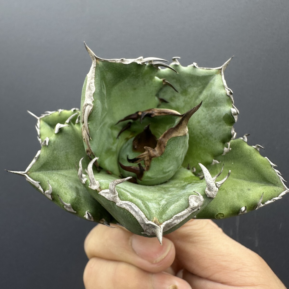 X14 【パンダ園芸】 稀少 アガベ チタノタ 翼竜 agave titanota pteranodon TC株拍卖