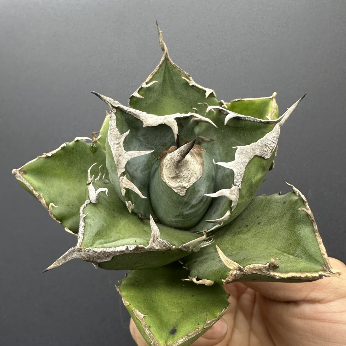 X38【パンダ園芸】アガベ チタノタ SAD 南アフリカダイヤモンド短広葉強鋸歯タイプ 激レア! 拍卖