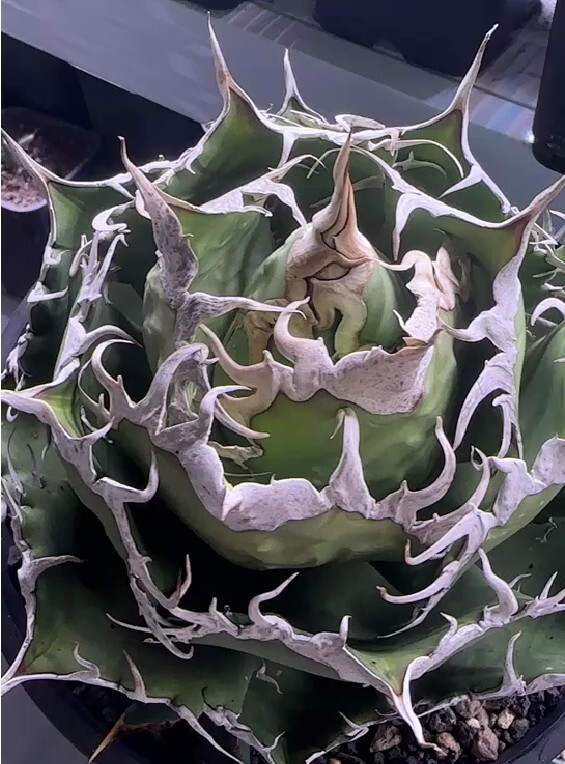 X36【パンダ園芸】 アガベ チタノタ 魔竜 極上超強棘 本物 拍卖