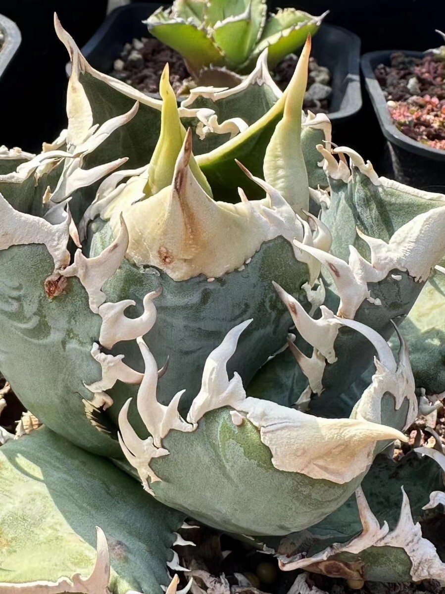 Y63【パンダ園芸】アガベagave チタノタ 白豪棘 特選 優良血統 TC株 品種保証拍卖