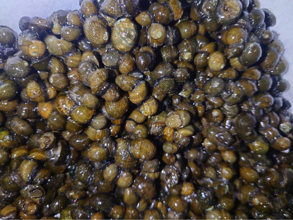 1. 石巻貝80個拍卖