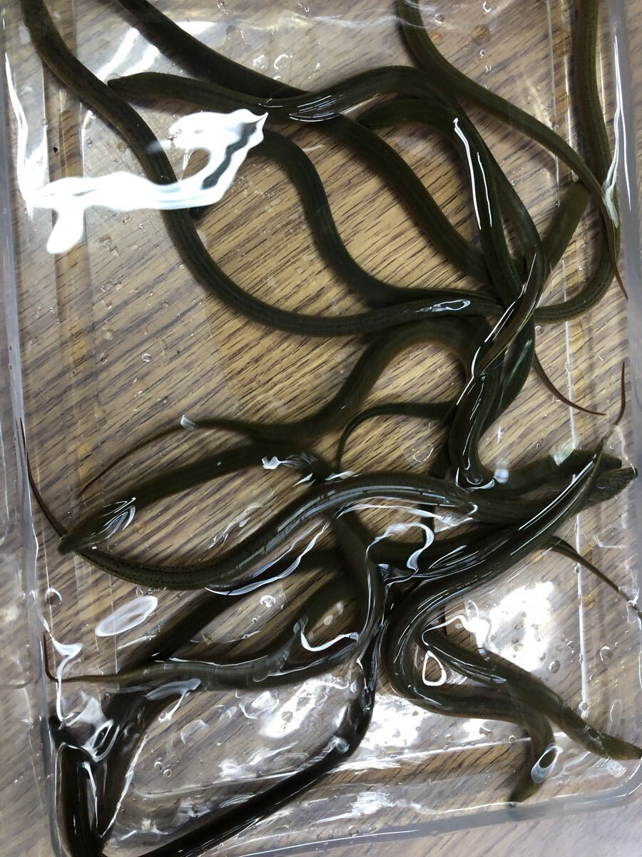 タウナギ ±20〜22cm 2匹拍卖