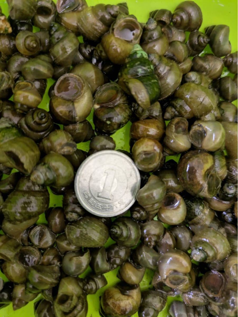 1. ヒメタニシ(小)500個拍卖