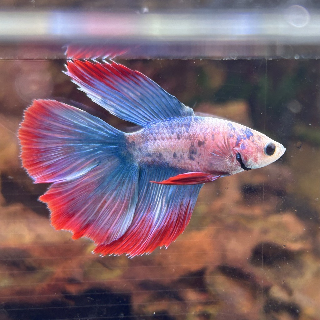 熱帯魚 ダブルテールベタ オス ファンシー 06M0801-014 フルムーン 生体 拍卖