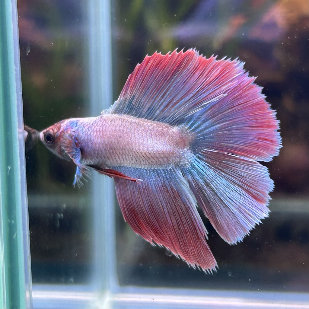 熱帯魚 ダブルテールベタ オス ファンシー 06M0801-010 フルムーン 生体 拍卖