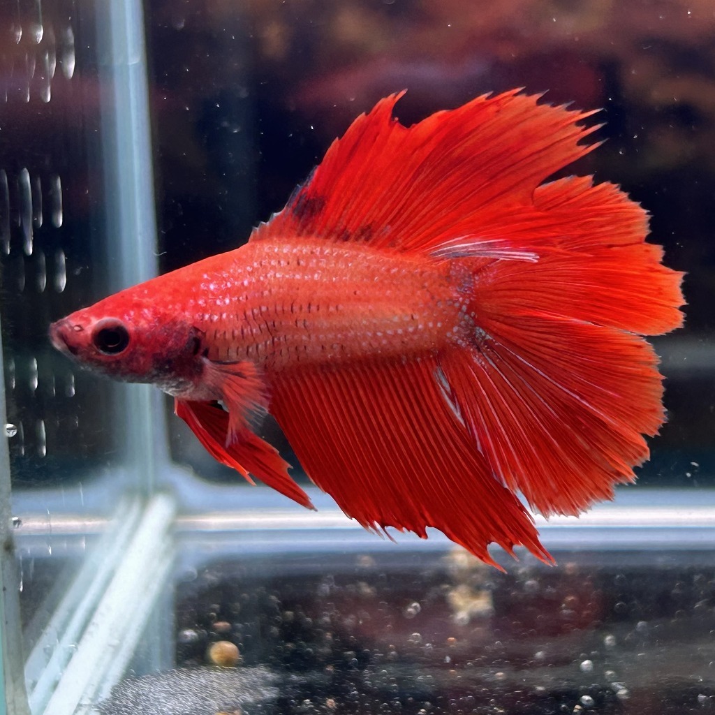 熱帯魚 ダブルテールベタ オス ファンシーレッド 06M0801-005 フルムーン 生体 拍卖