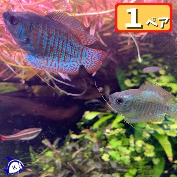 熱帯魚 ネオンドワーフグラミー 1ペア アナバス拍卖