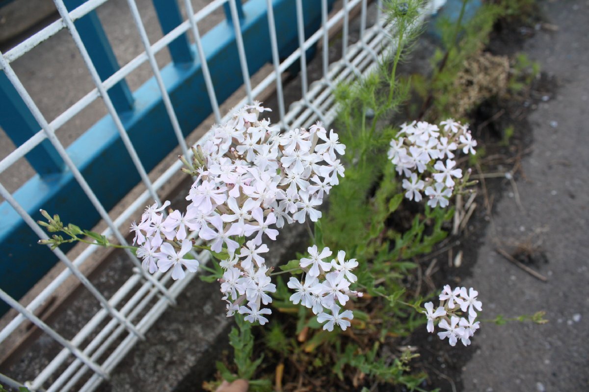 ☆ 白っぽい ムシトリナデシコ ☆ 種 1つまみ ’25年収穫 コマチソウ、ムシトリバナ、山野草?雑草? タネ うす~いピンク たね拍卖