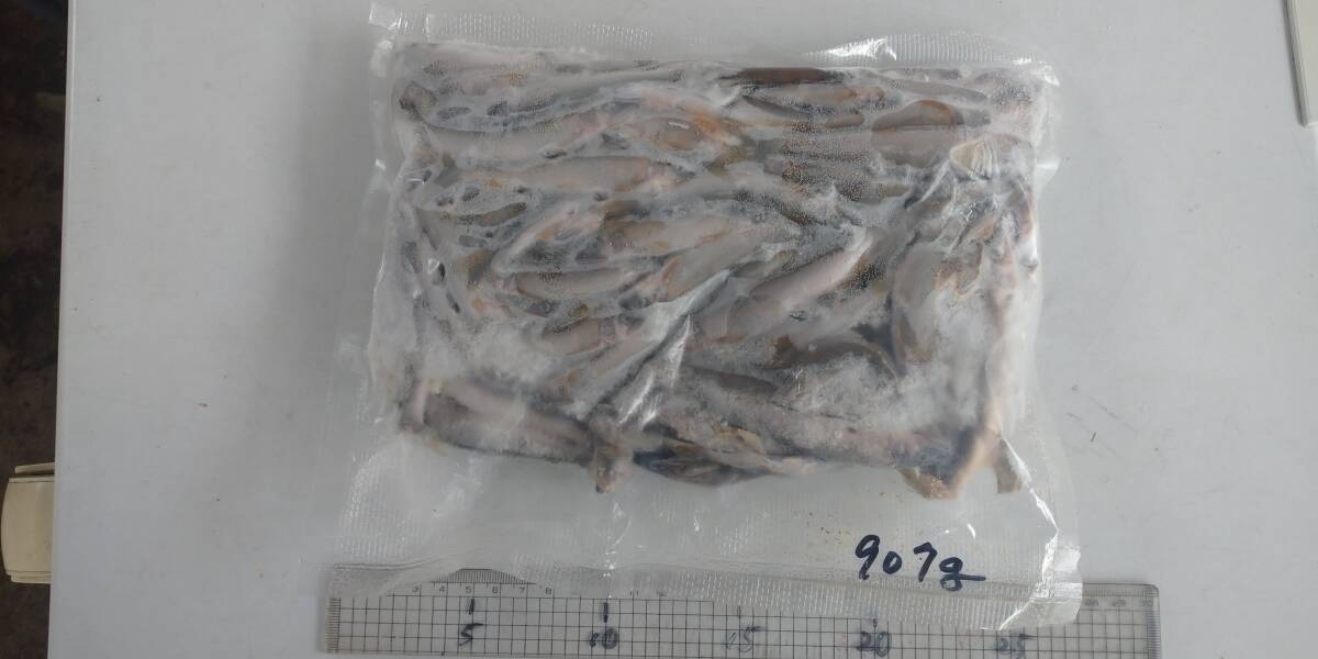 「p_mint」◇ 鮮度保証!!2025年産・天然子鮎 907g パック冷凍 8/7(木)投網捕獲 岐阜県根尾川産 ヤマト60サイズ冷凍便発送。◯即決!!拍卖