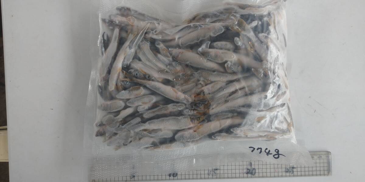 「p_mint」◇ 鮮度保証!!2025年産・天然子鮎 774g パック冷凍 8/7(木)投網捕獲 岐阜県根尾川産 ヤマト60サイズ冷凍便発送。◯即決!!拍卖