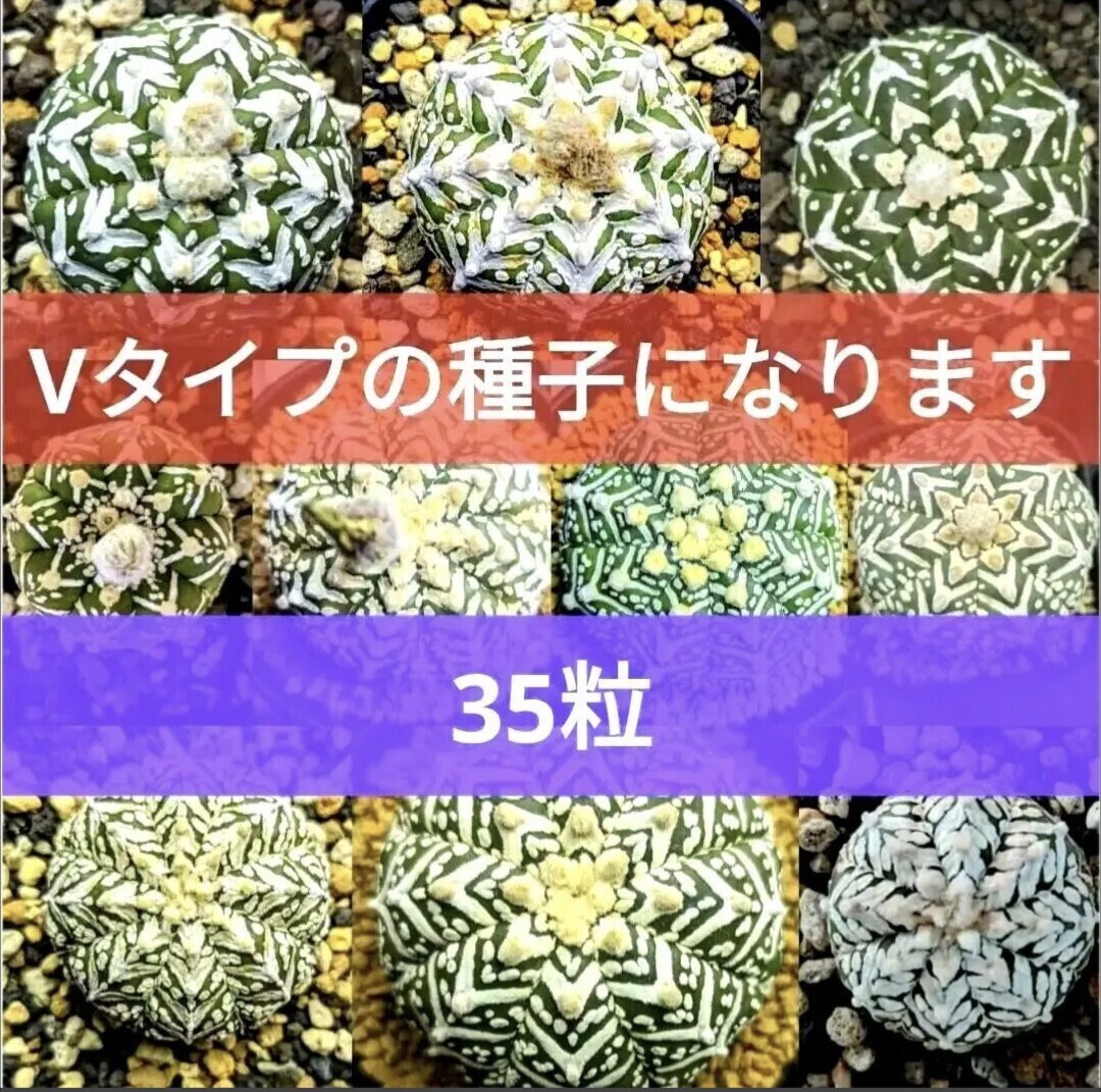 Ω35 スーパー兜 アストロフィツム Vタイプ 種子 35粒 サボテン 即落札可能 兜丸 Yahooオフ Astrophytum asterias V-type Arrow 多肉植物 拍卖