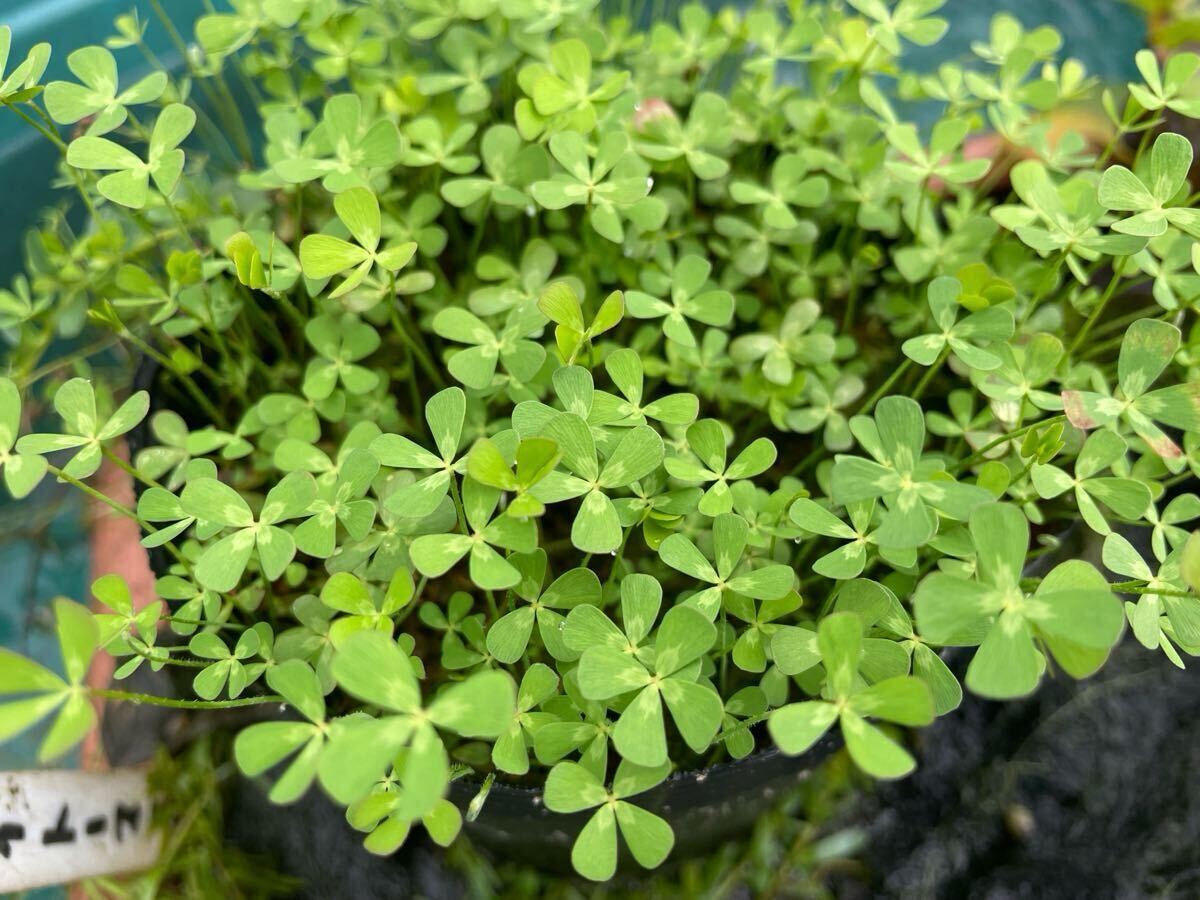 【Kazuのメダカ睡蓮ビオトープ】ウォータークローバーヨーロピアン ランナー10本 10拍卖